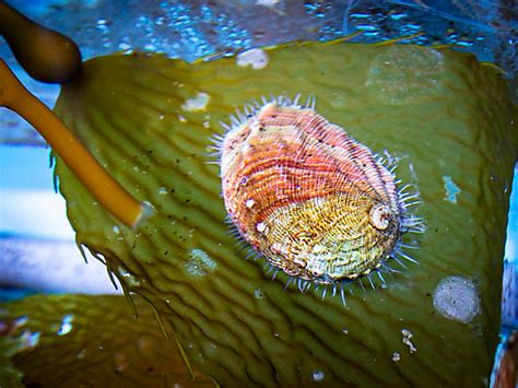 cmsli|Making Space for White Abalone .